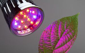 颜色灯最适合植物生长